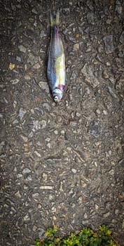 Detailed view of a fish lying on dark asphalt, showcasing its scales and a textured road highlighting contrast. Ideal for concepts like nature, urban, impact, and aquatic themes.