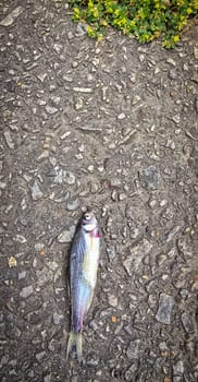 Detailed view of a fish lying on dark asphalt, showcasing its scales and a textured road highlighting contrast. Ideal for concepts like nature, urban, impact, and aquatic themes.