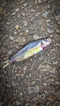 Detailed view of a fish lying on dark asphalt, showcasing its scales and a textured road highlighting contrast. Ideal for concepts like nature, urban, impact, and aquatic themes.