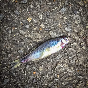 Detailed view of a fish lying on dark asphalt, showcasing its scales and a textured road highlighting contrast. Ideal for concepts like nature, urban, impact, and aquatic themes.