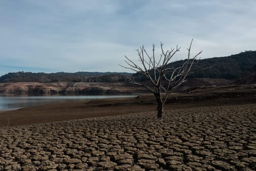 Dry tree with all the ground cracked in the Sau reservoir.