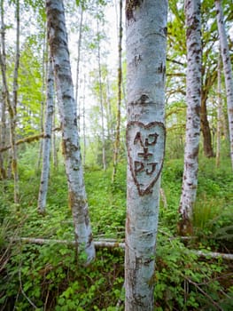 Close up of initials carved inside a heat on a white tree in Quinault rainforest in western Washington.