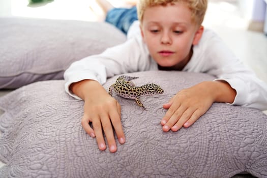 A young boy is captivated as he gently touches a leopard gecko resting on soft, plush pillows. The warm, inviting atmosphere of the room encourages curiosity and exploration.