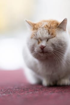A chubby white and orange cat with closed eyes sitting on a red carpet, calm and content.