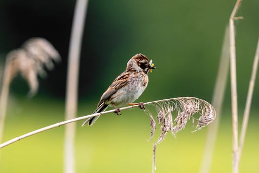 Female Reed Bunting Holds Insects In Beak To Feed Chicks