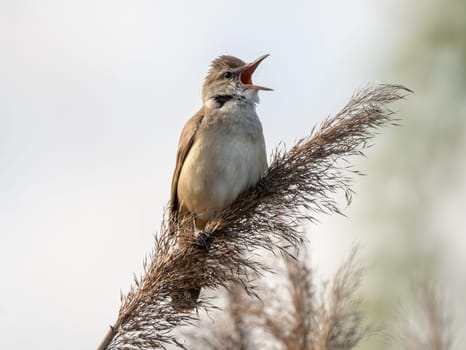 Great Reed Warbler Sings In The Reeds