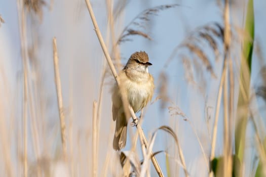 Great Reed Warbler Sings In The Reeds
