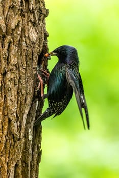 European Starling Feeds Chicks In A Tree Hollow