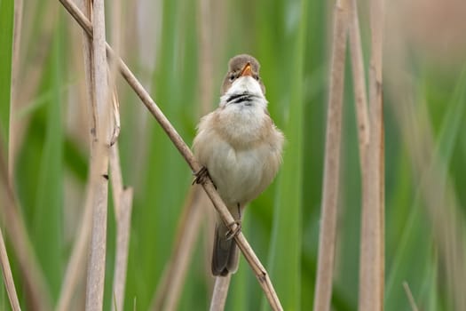 Great Reed Warbler Sings In The Reeds