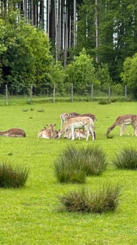 Fallow Deer Relaxing in a Lush Field with Forest Background. A serene group of fallow deer are resting and grazing on a lush meadow. Trees and wooden fences add a natural, tranquil background to this peaceful countryside scene.