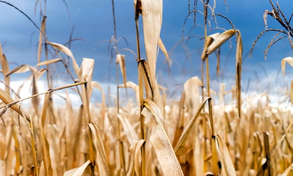 Corn field close-up leaves in autumn in the rays of the sun, field for growing agricultural crops, food industry.