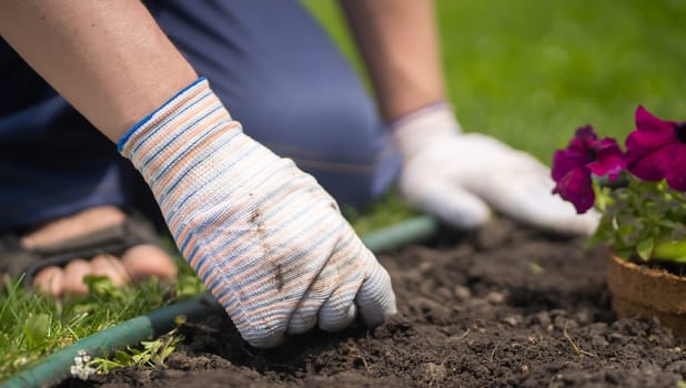 A closeup of hands in gloves engaged in gardening work, preparing the earth in a garden for planting flower seedlings. A professional gardener cultivates plants, farms penutia seedlings on a sunny day