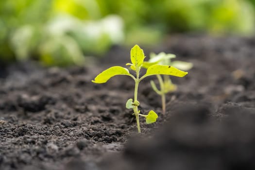 New life, growth and gardening concept. Small green plant seedling is growing in the soil