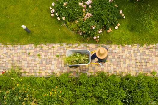 A young man with hands in gloves is carrying a metal garden cart through his beautiful green blooming garden. A professional gardener is carrying a wheelbarrow on a garden path, drone view.