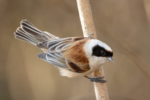 Remiz Bird Perched On Branch With Blurred Background