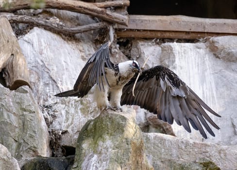 Bearded Vulture Is A Bird Of Prey In Zoo