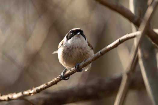 Eurasian Penduline Tit Bird On A Branch
