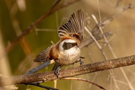 Eurasian Penduline Tit Bird Sings On A Tree