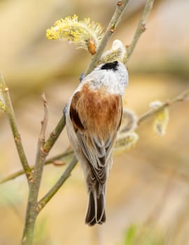 Bird Called Remiz Eats Willow On A Tree Branch