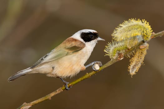 Bird Called Remiz Eats Willow On A Tree Branch