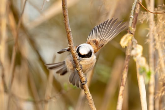 Eurasian Penduline Tit Bird On A Branch