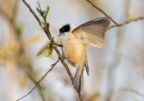 Eurasian Penduline Tit Bird On A Branch