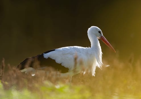 White Stork Stands In Water In Lake