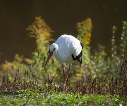 White Stork Searches For Food In Grass Near Lake