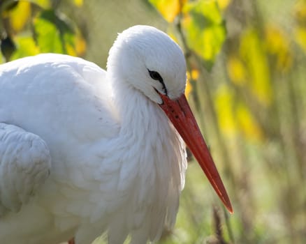 White Stork Portrait Stands Out On Blurred Background
