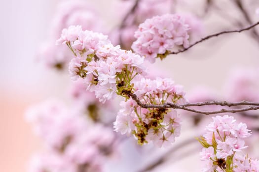 Sacura Blossom Flowers Pink on a blurred background