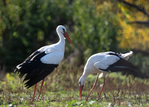 Two White Storks Are Conflicting In The Meadow
