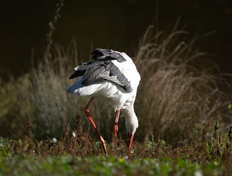 White Stork Searches For Food In Grass Near Lake