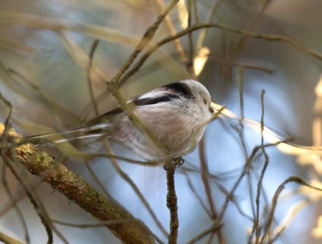 Long-Tailed Tit Sits On A Bench In A Nature Park