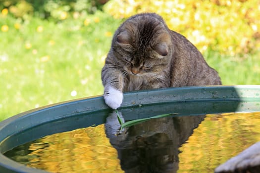 A small cat plays with the water in a rain barrel