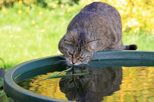 A small cat wants to fetch a blade of grass from the water in a rain barrel
