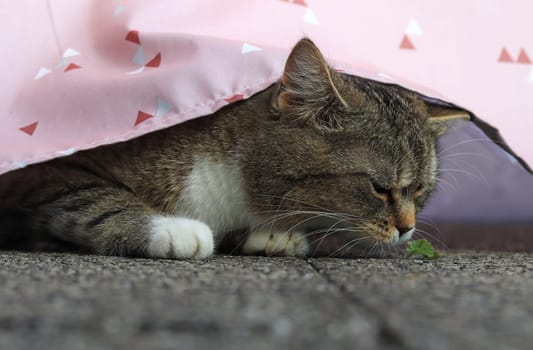 Funny shot of a cat looking critically at a small plant