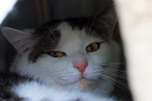 A tomcat with yellow eyes sleeps in a cat cave
