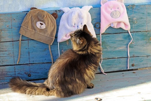 A Norwegian Forest Cat looks curiously at different hats