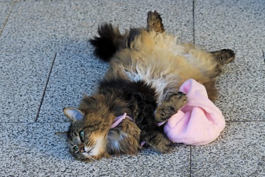 A cute Norwegian Forest Cat playing with a pink cap
