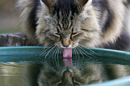 A Norwegian Forest Cat drinks water from a rain barrel