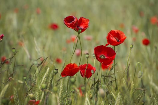 Close-up of vivid red poppies flourishing in a green meadow, capturing the beauty of nature on a sunny day.