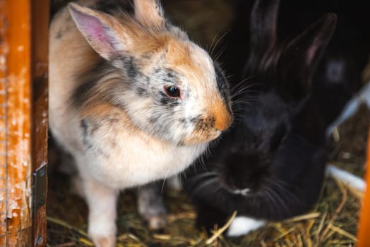 Two bunnies are standing side by side next to each other, both observing and looking directly at the camera with curious expressions
