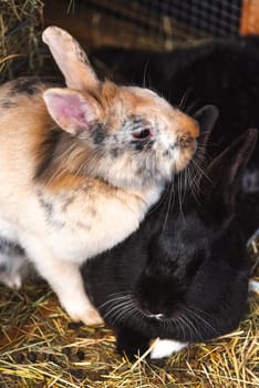 Two adorable bunnies are standing closely next to one another in a large and cozy pile of fresh hay, enjoying their surroundings together
