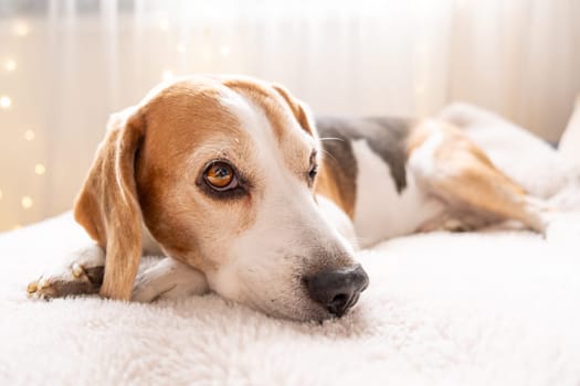 A serene beagle is resting peacefully on a soft and cozy surface, creating a warm, inviting atmosphere