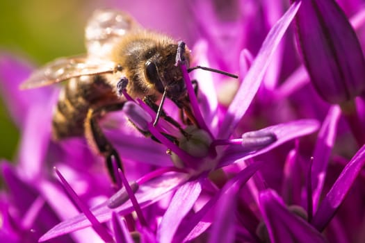 A detailed closeup image of a busy bee diligently collecting nectar from a beautifully vibrant purple flower in nature