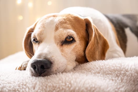 A serene beagle lounging comfortably, showcasing tranquility and companionship in a warm atmosphere.
