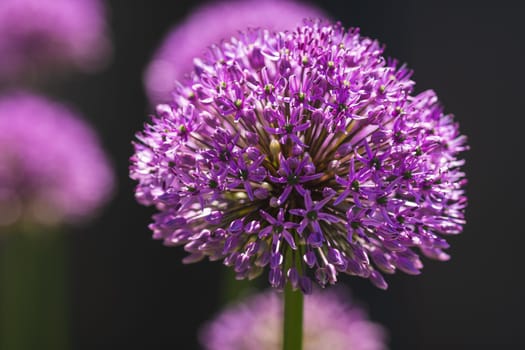 A stunningly vibrant closeup of a beautiful purple allium flower, showcasing its unique spherical shape and rich color