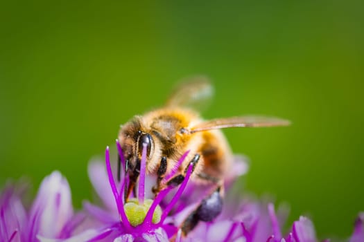 A closeup shows a bee gathering pollen from a purple flower, highlighting natures stunning beauty