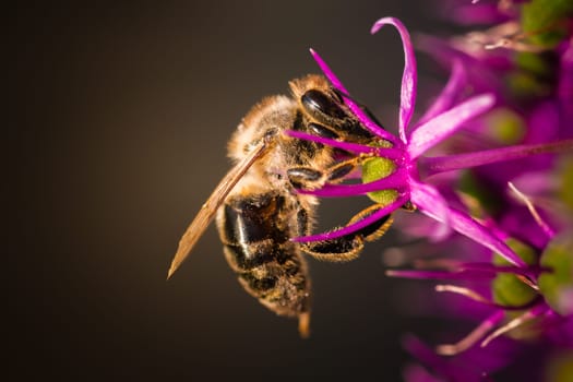 A stunning closeup of a bee diligently pollinating a vibrant purple flower, showcasing the intricate beauty of nature