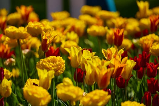 An idyllic garden scene showcasing bright yellow tulips illuminated by warm sunlight in St.Petersburg, Russia, conveying vibrancy, freshness, and natural beauty in a serene outdoor setting. High quality photo